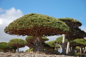 socotra koki